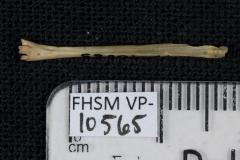 FHSM VP-10565
