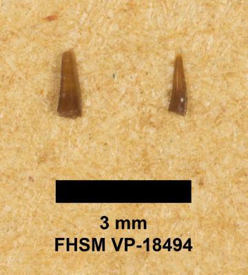 FHSM VP-18494