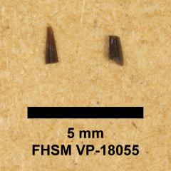FHSM VP-18055